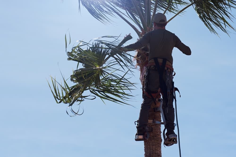 Ascending a Palm Tree, a Skilled Arborist Undertakes Tree Care Services in Townsville for Tree Change NQ - Palm Cleaning in Townsville, QLD