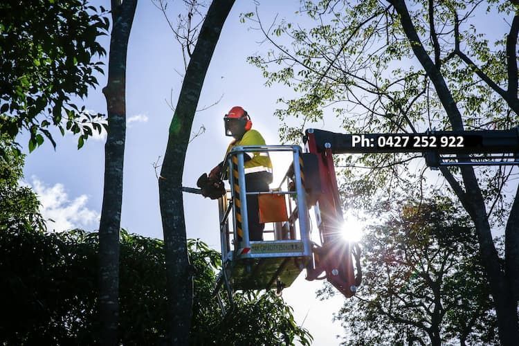 A Lift Operator Brandishing A Chainsaw In A Tree - Arborist in Townsville, QLD