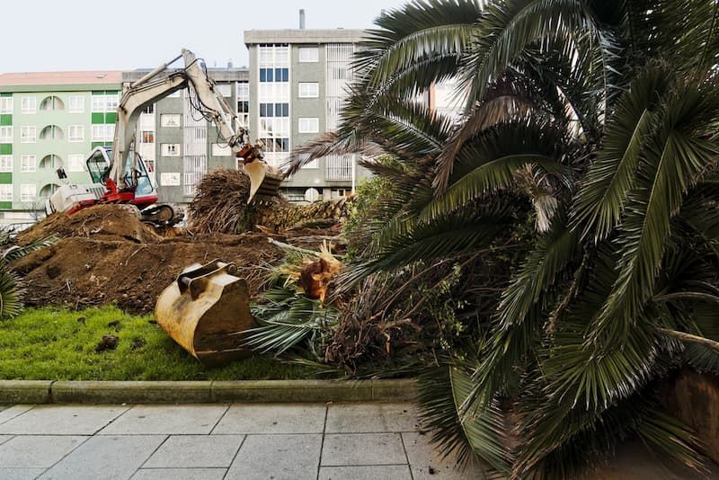 A Construction Site With A Large Excavator And A Palm Tree - Arborist Magnetic Island, QLD