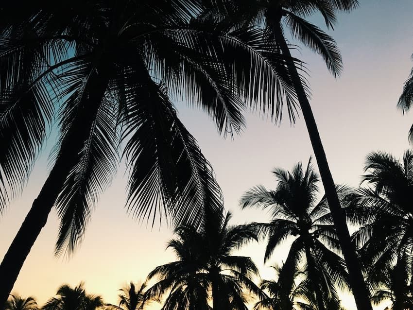 Palm Trees Are Silhouetted Against A Sunset Sky - Arborist in Townsville, QLD
