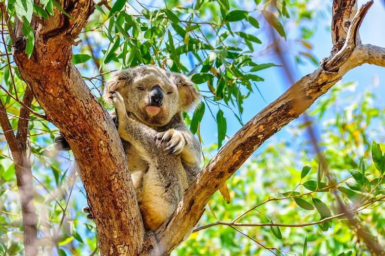 Koala in a Tree, Showcasing Townsville Tree Care's Commitment to Preserving Local Wildlife Habitats - Tree Services in Magnetic Island, QLD
