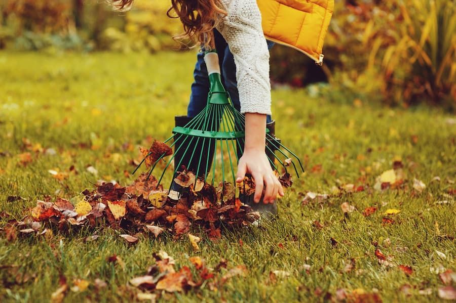 Tree Care Enthusiast Wielding a Rake Amidst Fallen Leaves - Arborist in Townsville, QLD