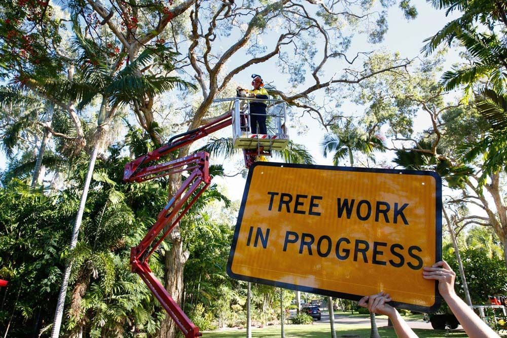 An Ongoing Tree Trimming In Townsville