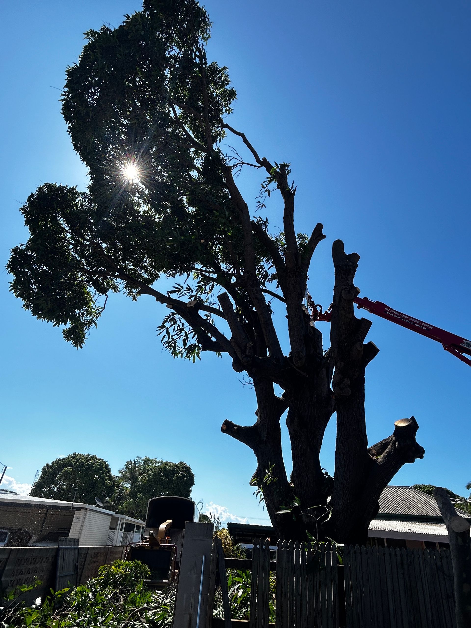 A Person In A Helmet Using A Chainsaw To Cut A Tree - Tree Services in Townsville, QLD
