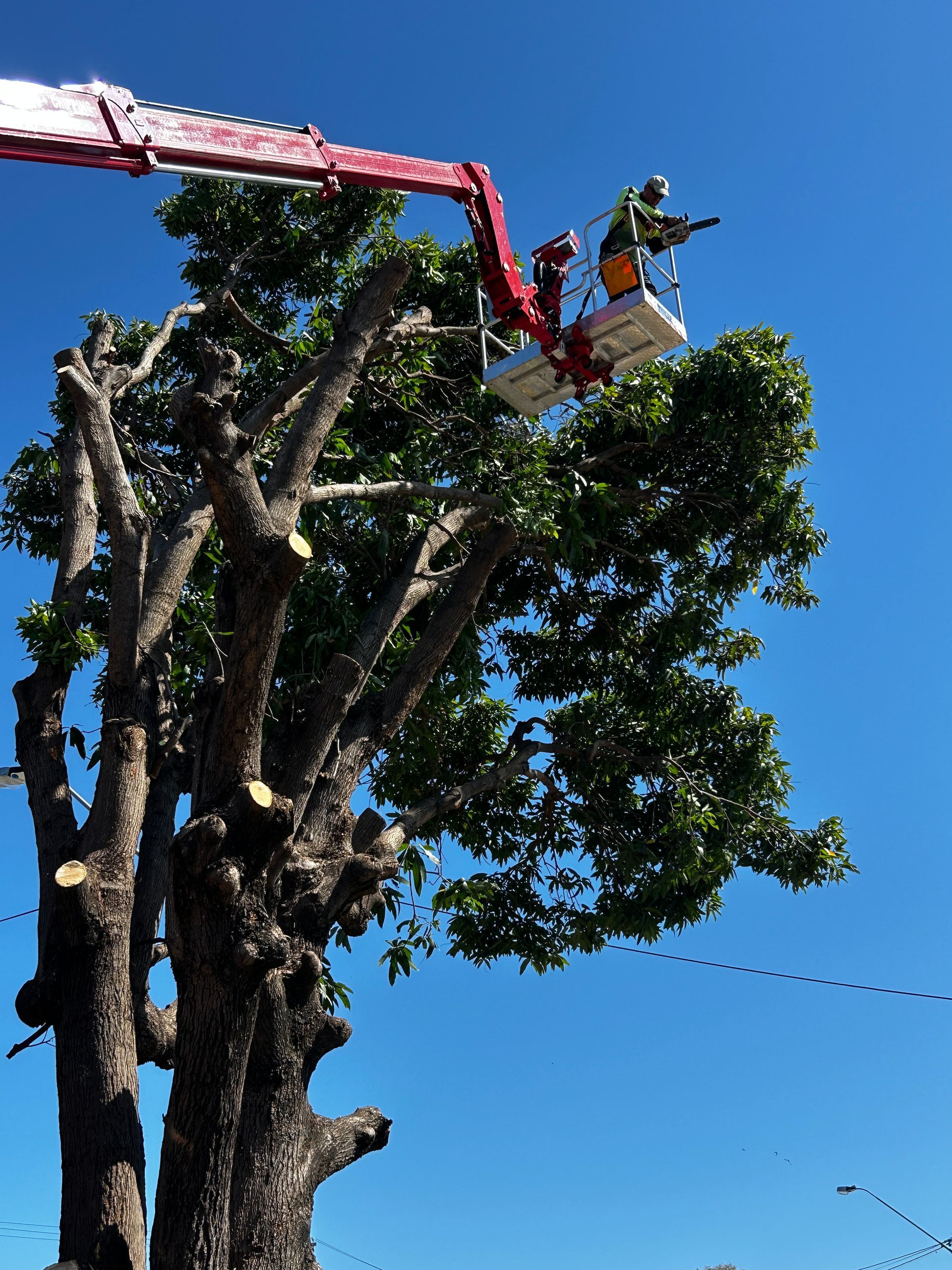 Chainsawing For Tree Care in Townsville: Precision Tree Cutting - Tree Services in Townsville, QLD