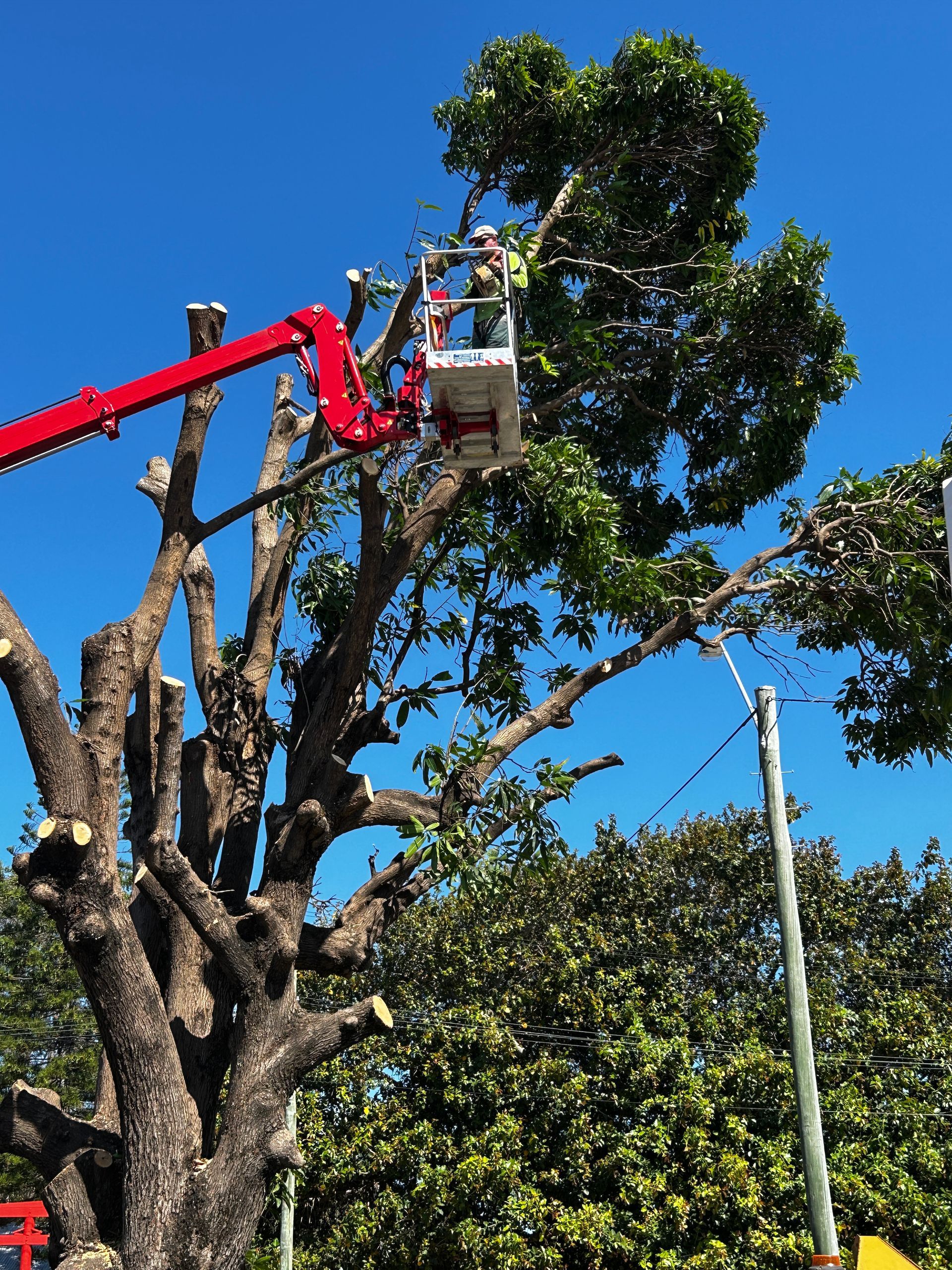 A Crane Cutting a Tree in a Yard in Townsville for Tree Change NQ - Tree Services in Townsville, QLD 
