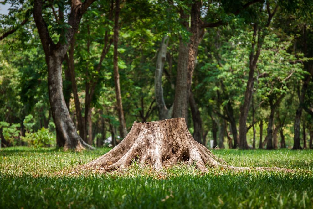 Tree Stump On The Grass Field