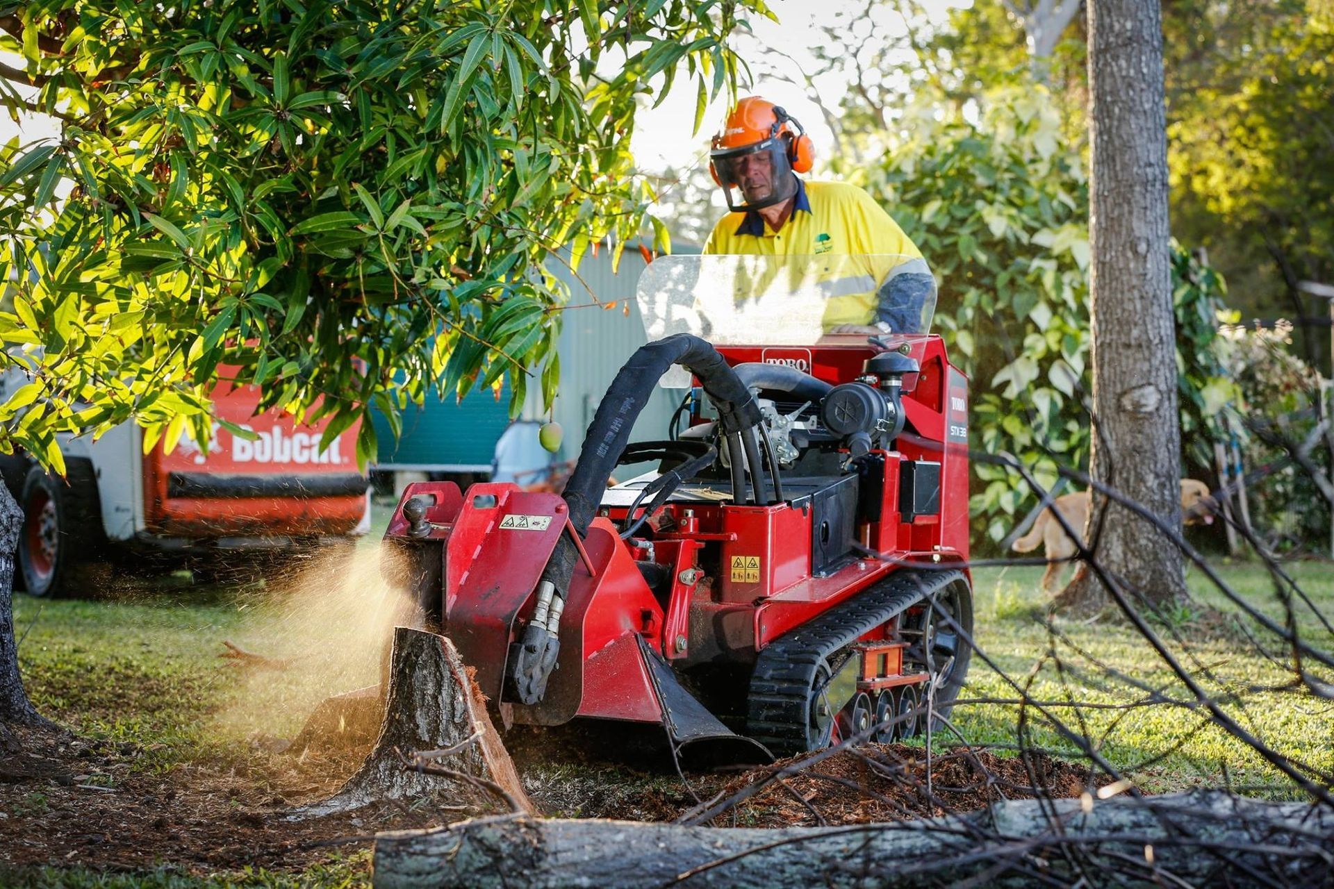 Worker Operates a Red Stump Grinder on Tree