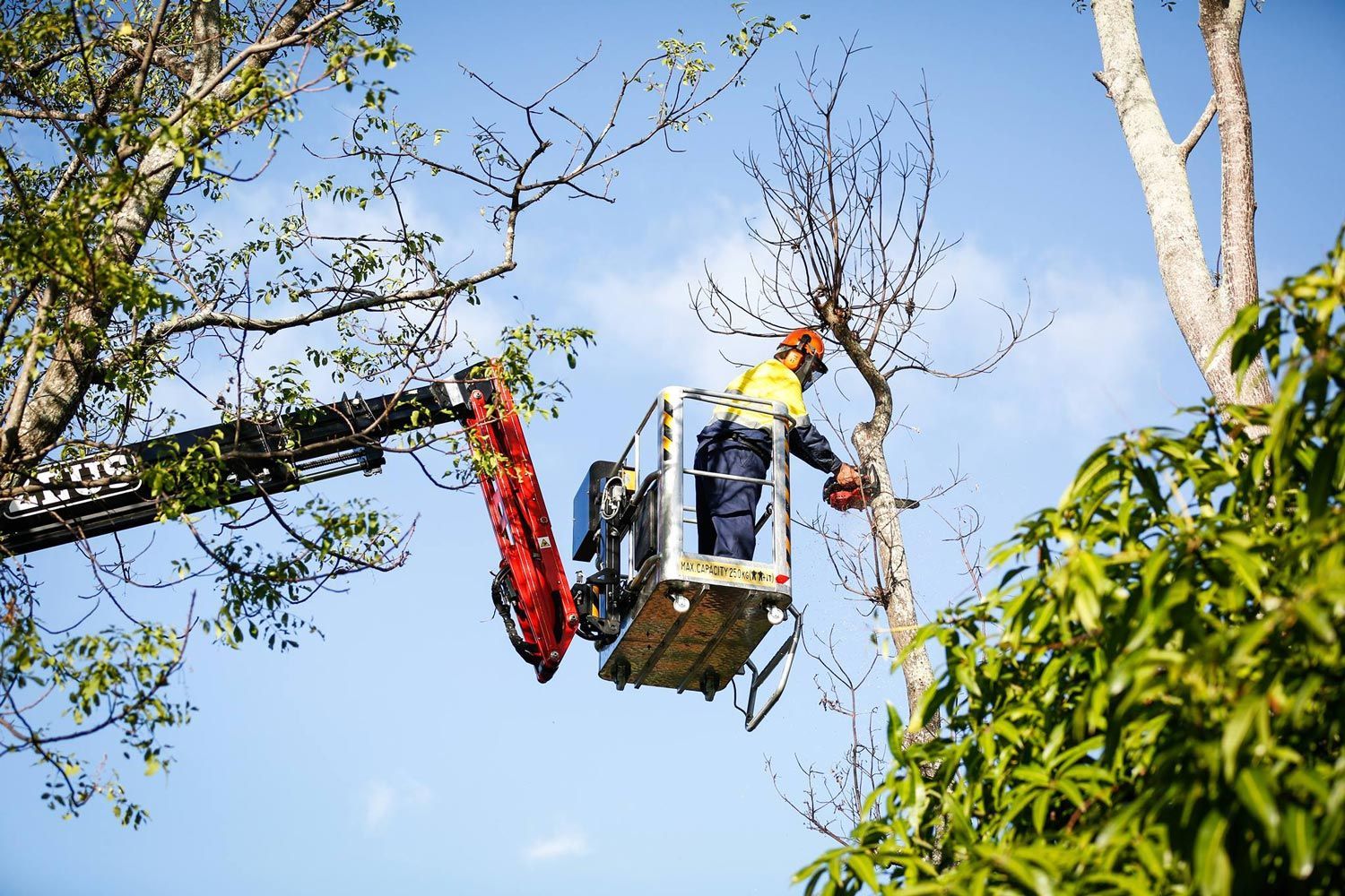 Arborist On A Crane Holding A Chainsaw