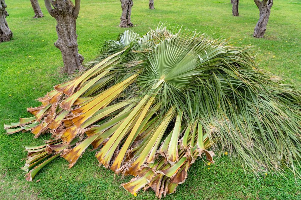A Gardener Trimming The Leaves On Palm Branches - Arborist in Bowen, QLD