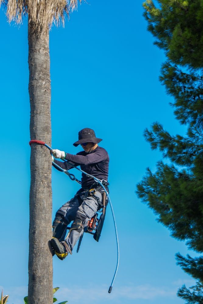 Tree Maintenance in Progress