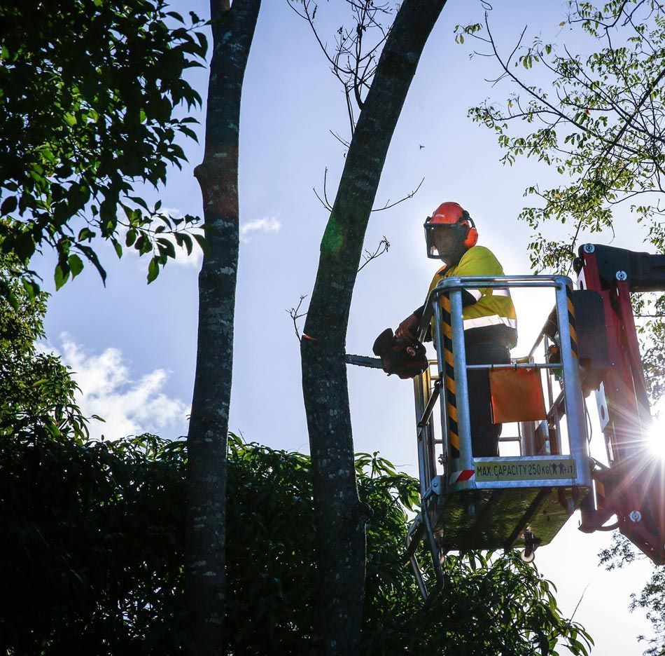 Tree Maintenance in Progress