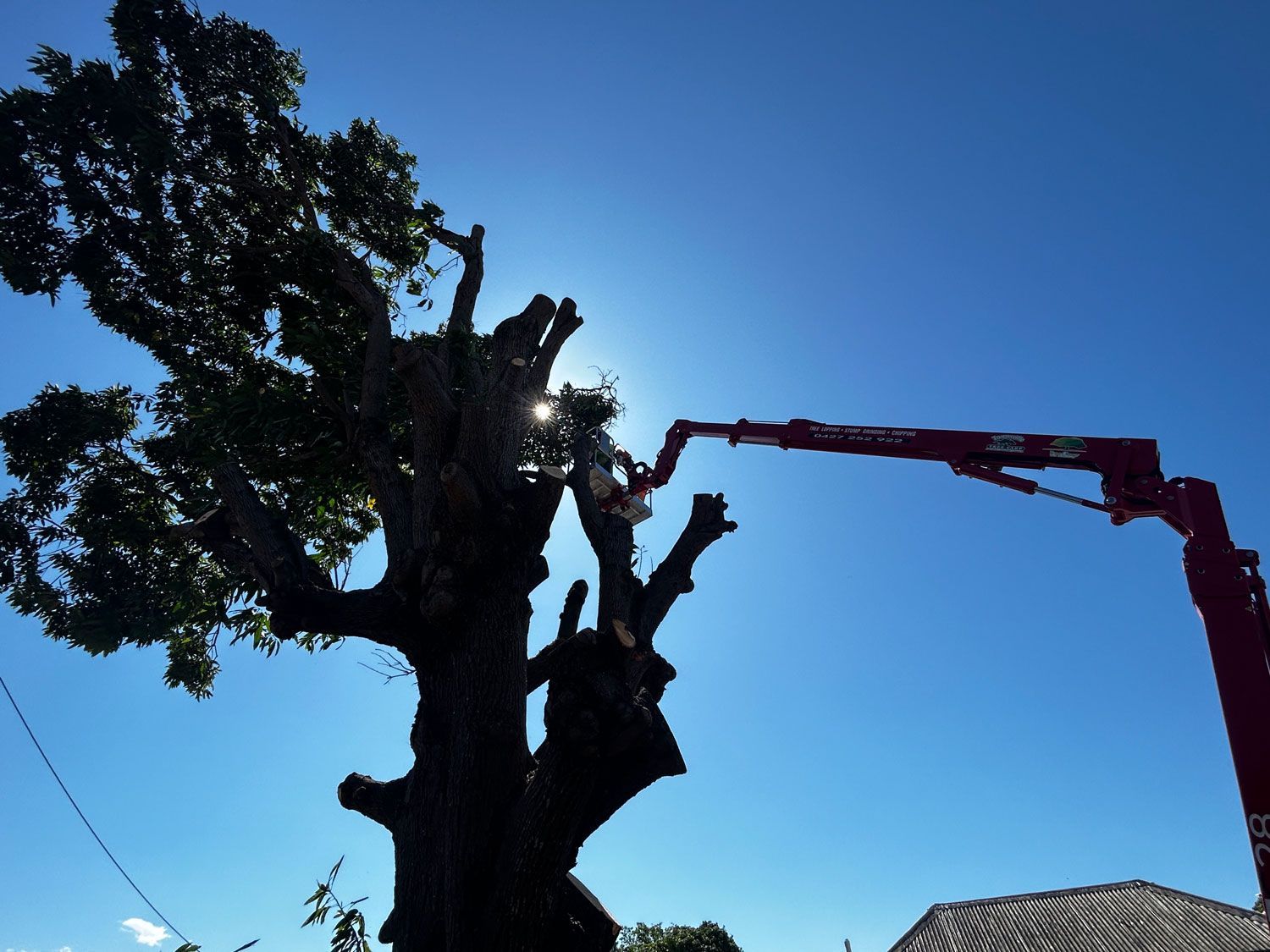 Tree Trimming In Townsville By An Arborist On A Crane