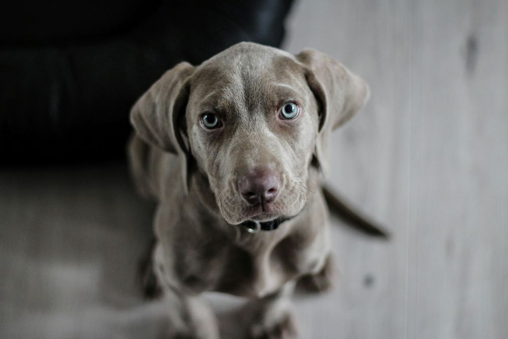 Weimaraner puppy with gray fur and blue eyes, looking up.