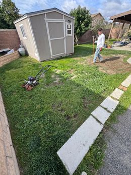 A man is mowing the grass in front of a shed in a backyard.
