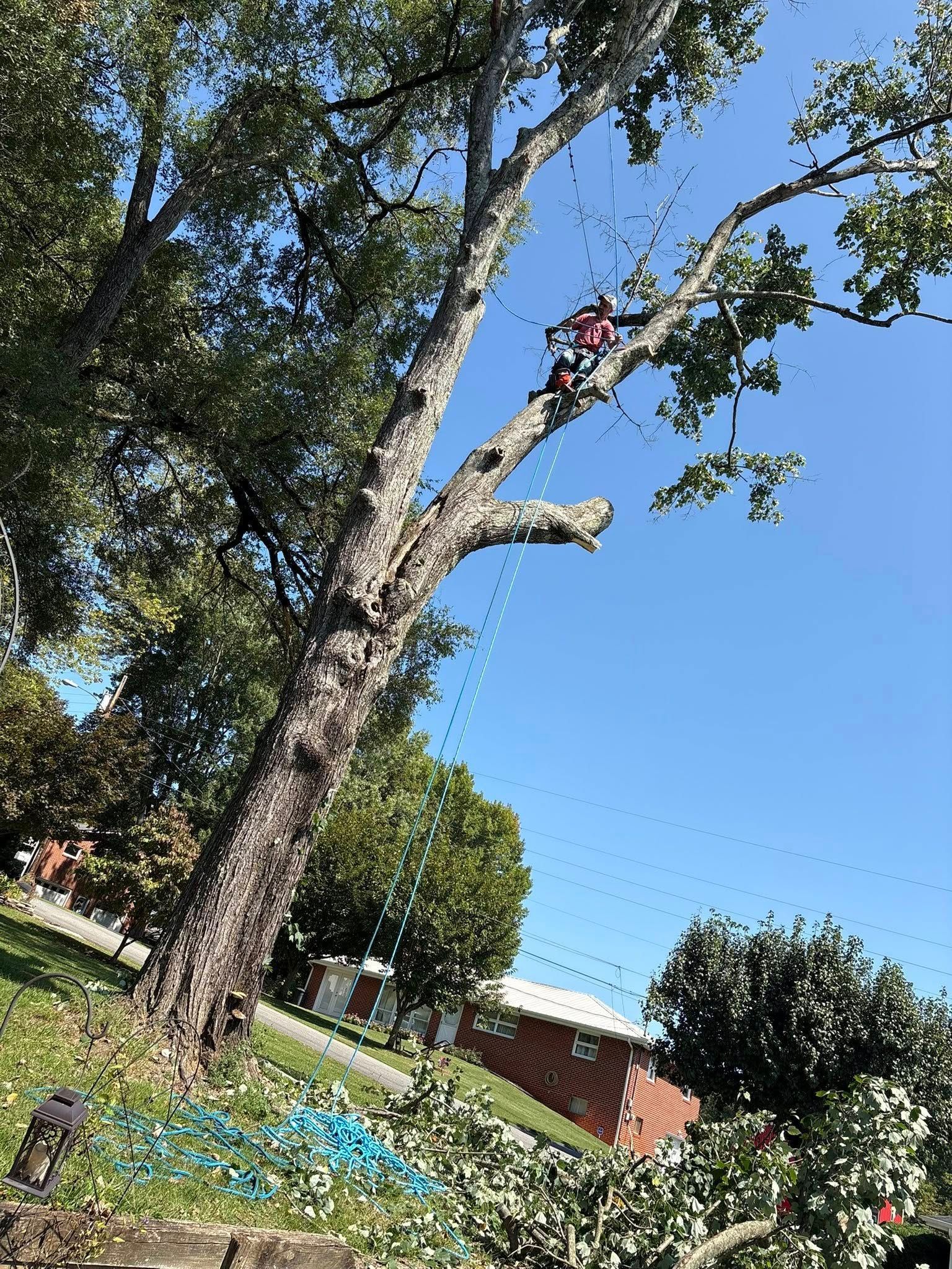 Arborist in a large tree, cutting branches. Blue sky. Brick building and green grass.