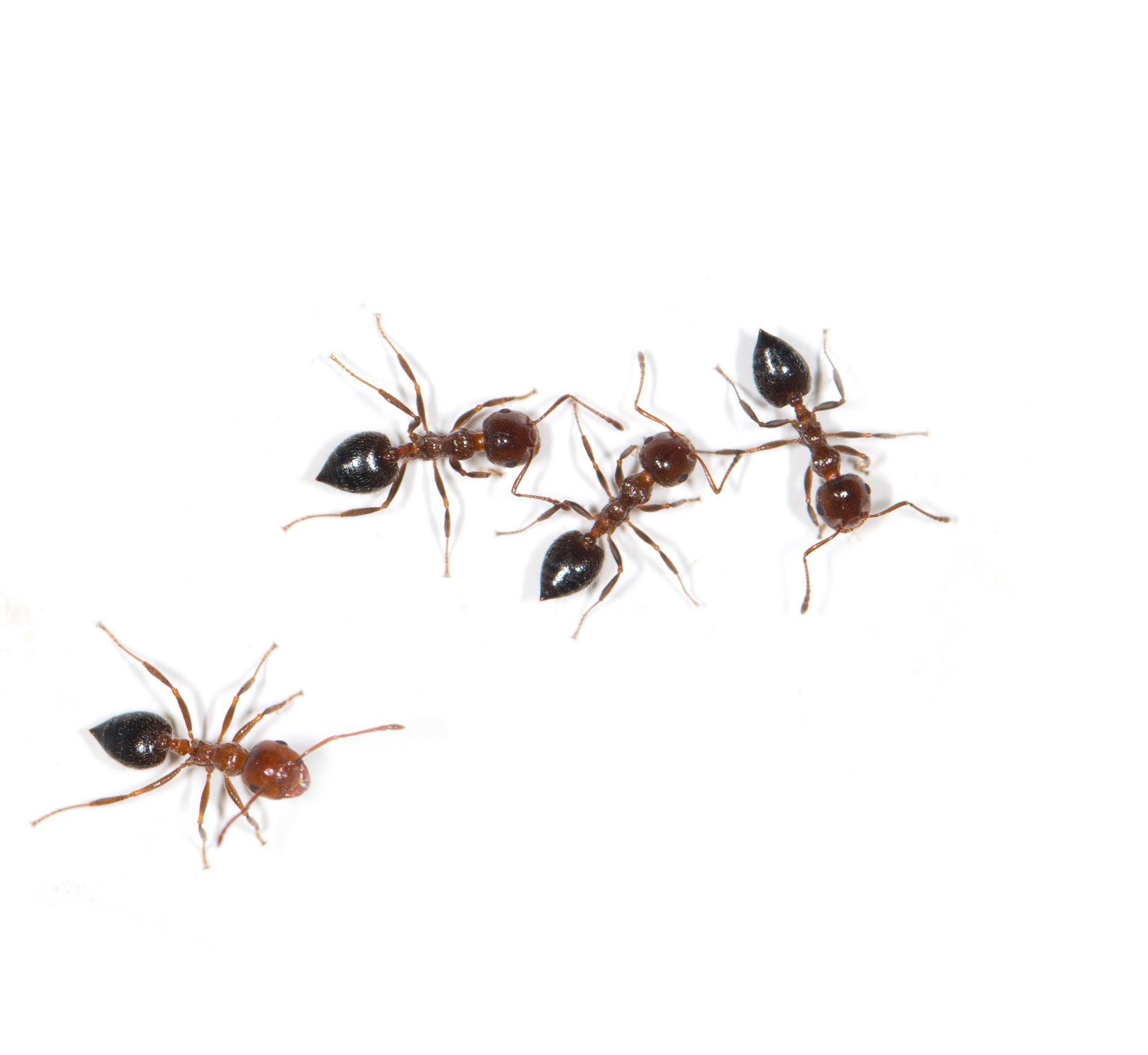 termites bedbugs - joplin mo - kidd pest control