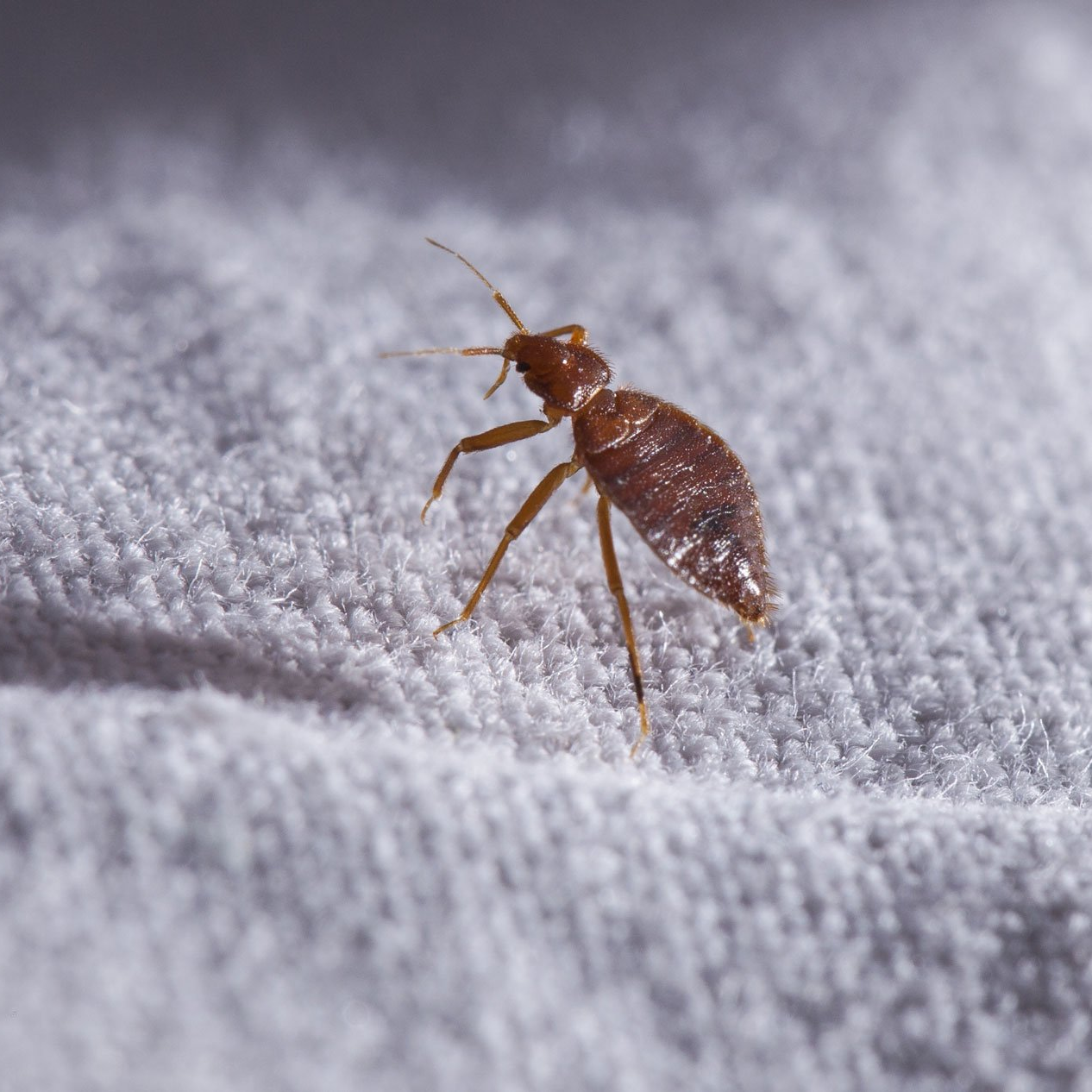 termites bedbugs - joplin mo - kidd pest control