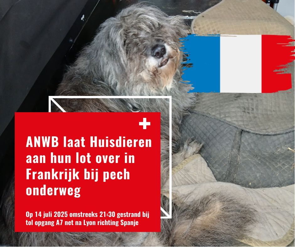  anwb laat huisdieren aan hun lot over in frankrijk bij pech onderweg