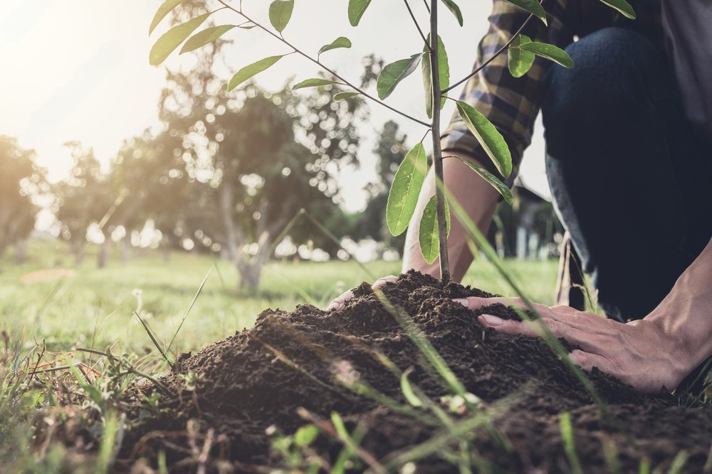 Tree Planting : Professional Tree Planting Solutions