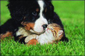 Pet accomodation - Rotherham, South Yorkshire - Vale Boarding Kennels - Puppy and cat