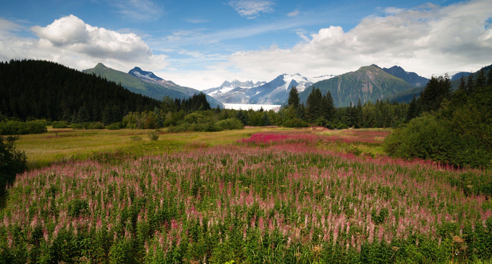A field of flowers with mountains in the background