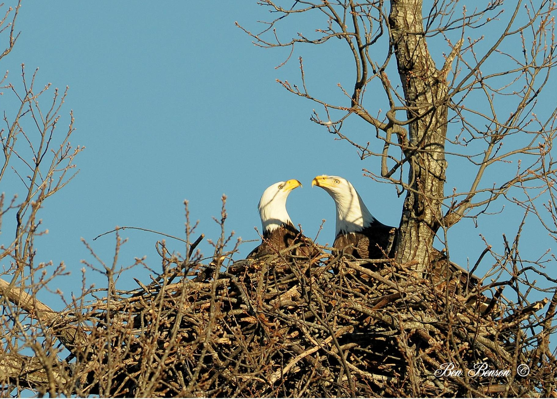 bald eagles