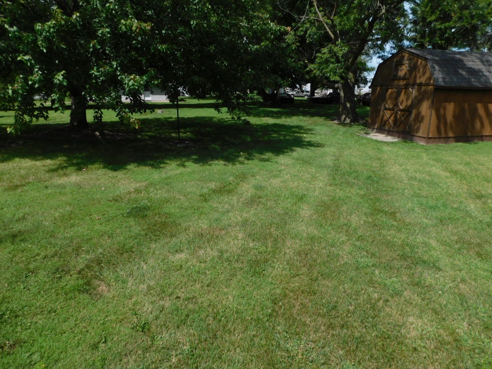 A lush green lawn with a shed in the background