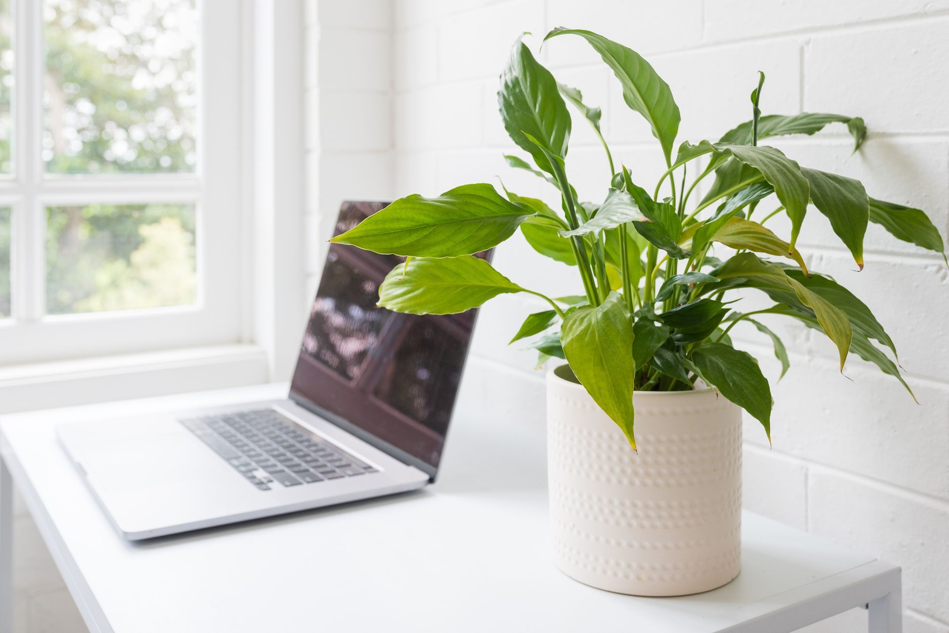 Laptop and potted plant on a white desk near a window, with a white brick wall.
