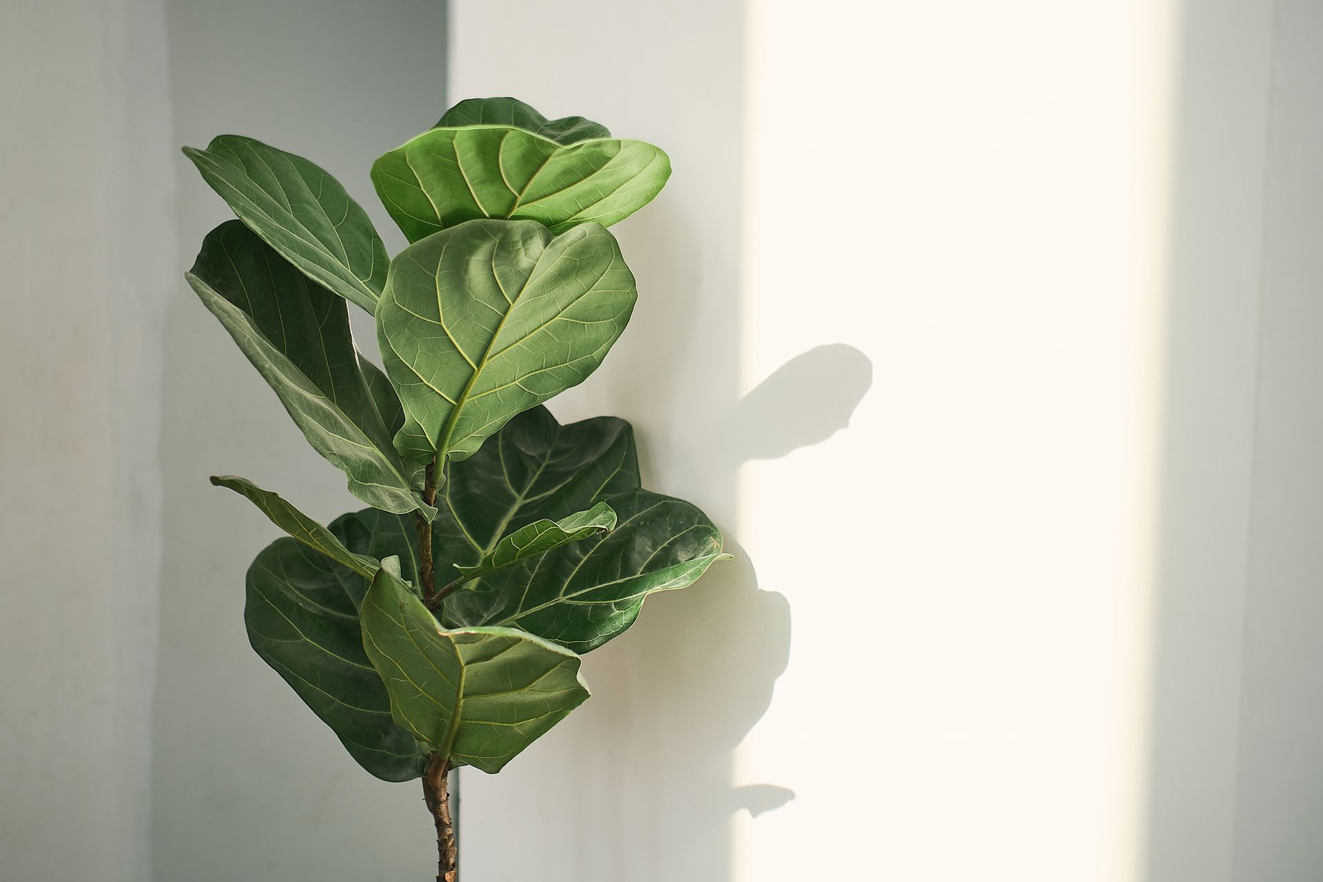 Fiddle leaf fig plant with large, green leaves, in front of a white wall, sunlight creating a shadow.