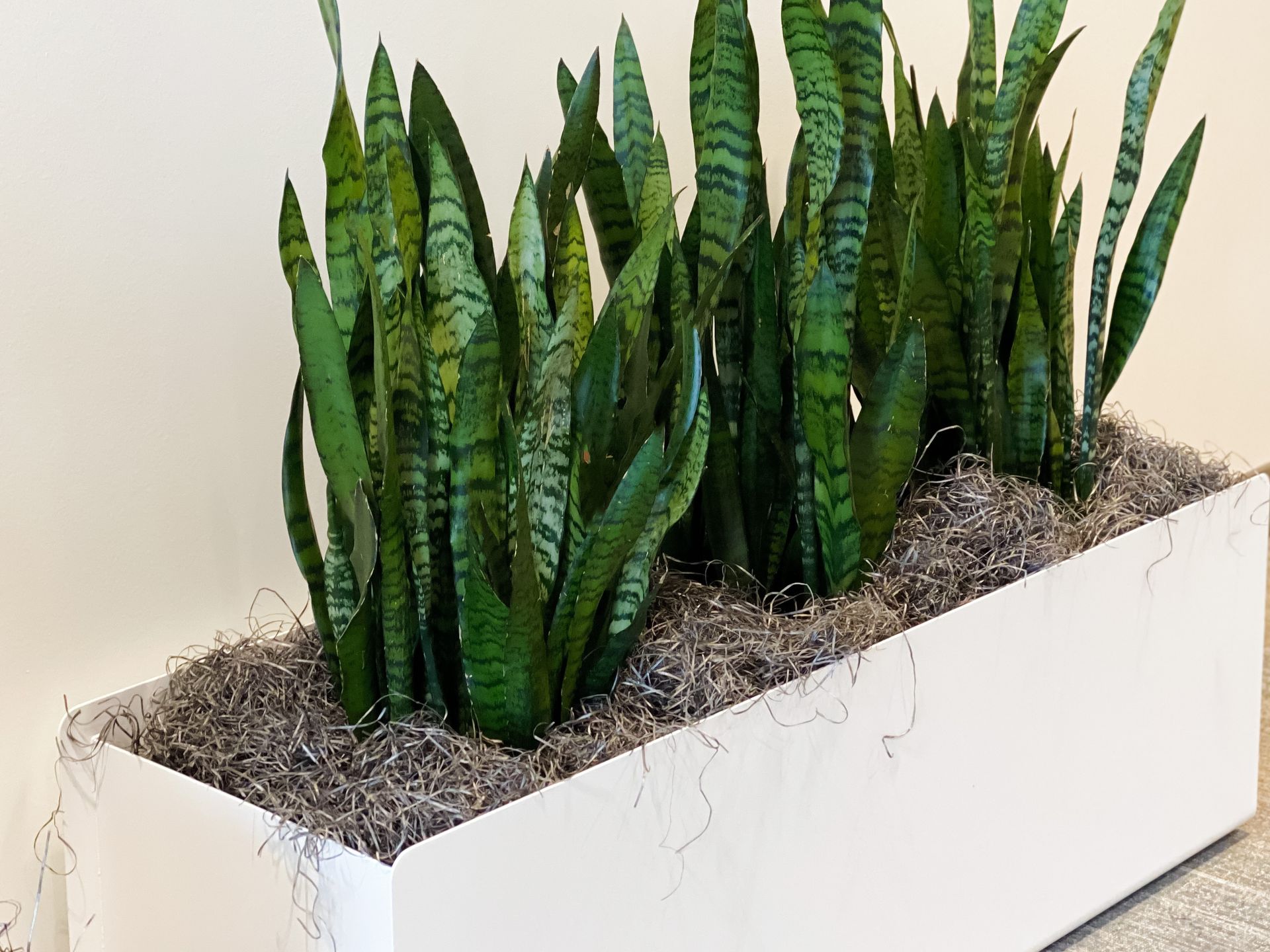 White planter box with tall, green snake plants and gray mulch.