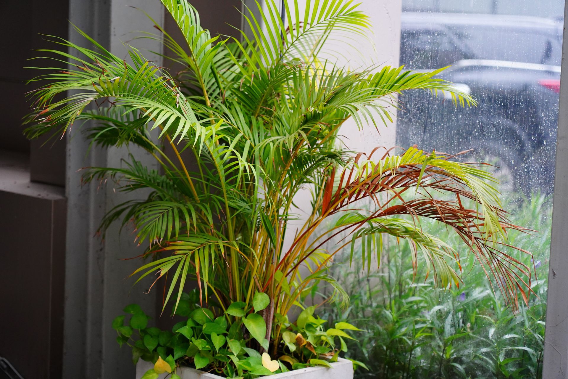 Green and yellow palm plant in white planter, some brown fronds, window background.