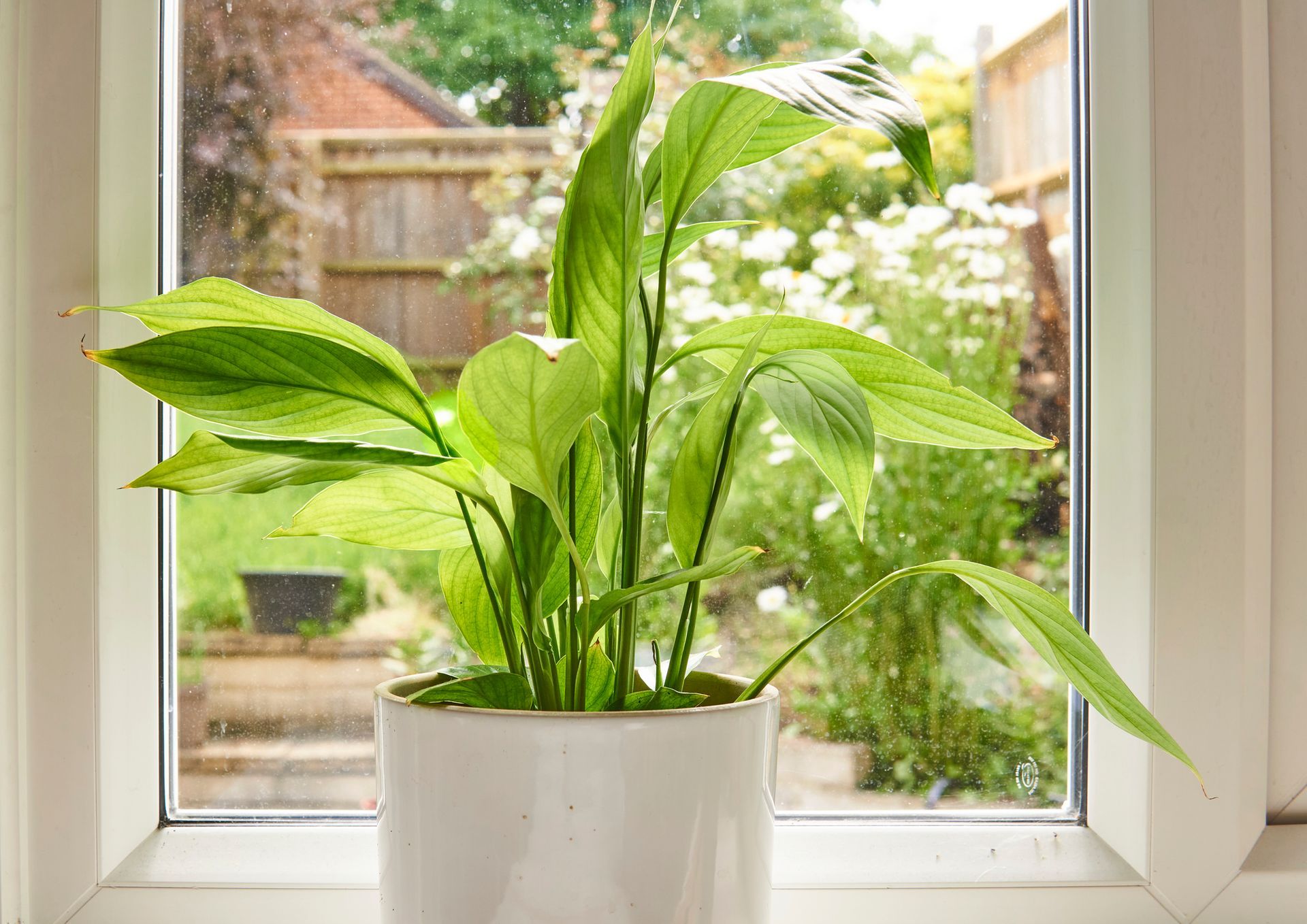 Green potted plant in a white pot, sits on a windowsill with a garden view.