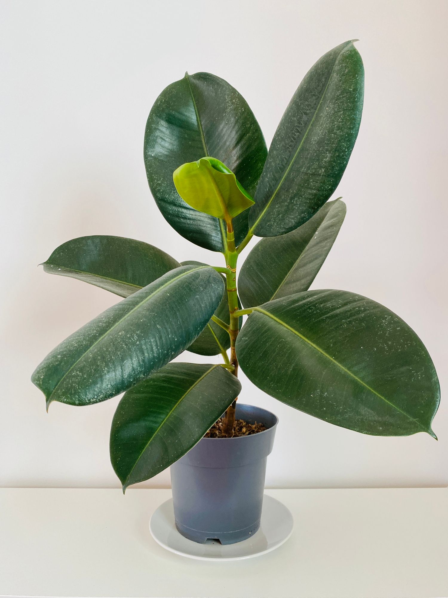 Rubber plant with large, dark green leaves in a navy pot on a white saucer.