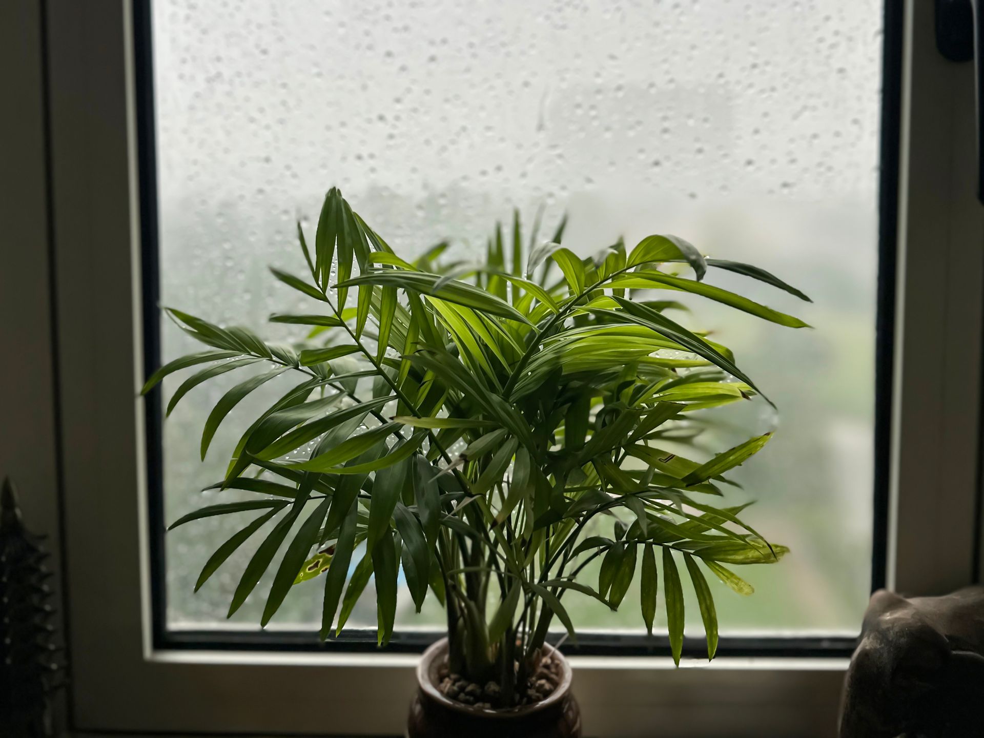 Green potted plant in front of a window with raindrops on the glass.