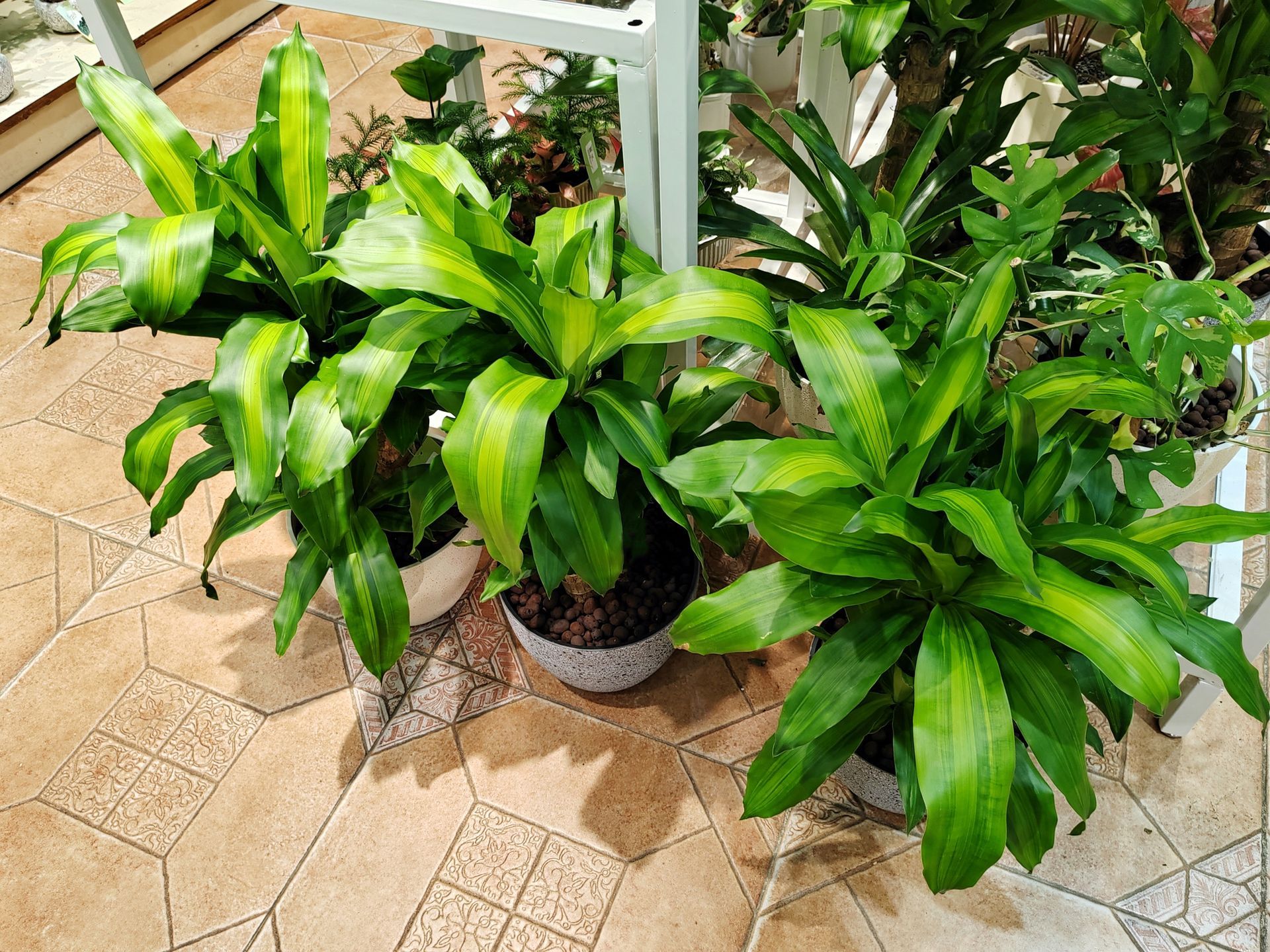 Three potted Dracaena plants with green and yellow striped leaves on a tiled patio.