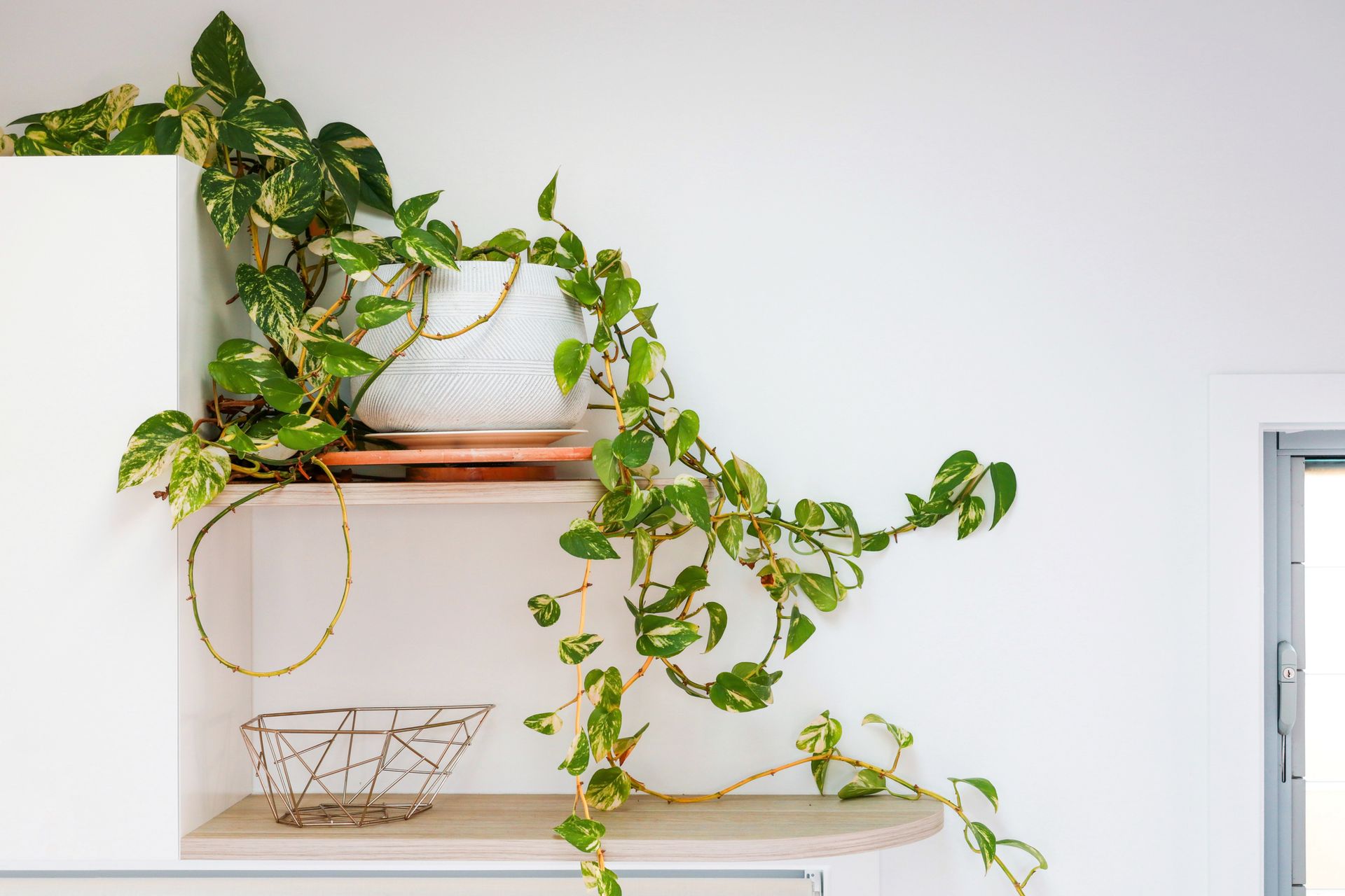 Potted pothos plant on white shelves, vines trailing. White wall.