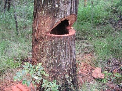 large hole in tree