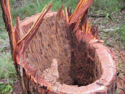 hollow tree trunk