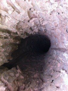 inside of tree trunk