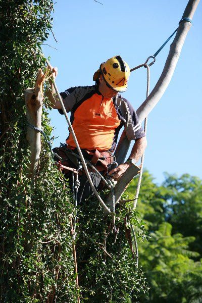 arborist securing ropes on tree