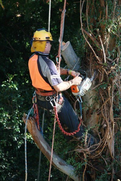 man using chainsaw on large tree