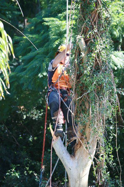 arborist trimming branches