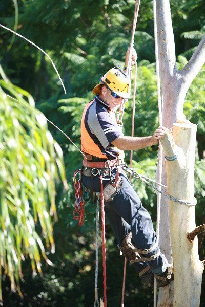 arborist hanging working on tree
