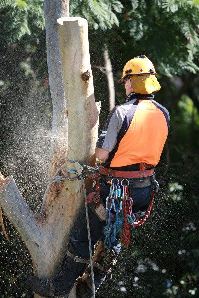 man trimming tree