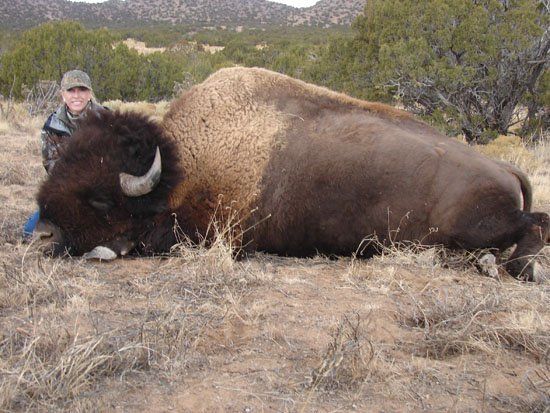 A man standing next to a large bison in a field