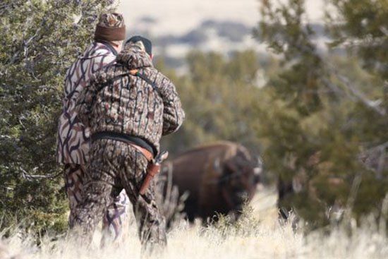 Two men are standing in a field looking at Stalking a bison, LaMont buffalo.