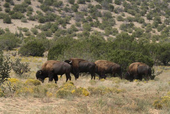 A herd of bison grazing in a field with trees in the background