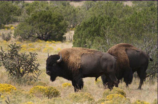 A herd of bison standing in a grassy field