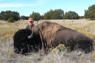 Free range buffalo hunting, Free Range buffalo hunt, Lamont Buffalo
